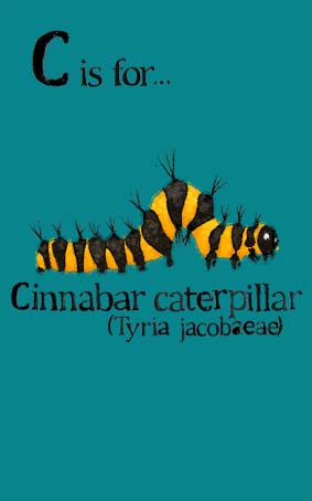 turquoise, caterpillar, yellow, gold, orange, black, cinnabar, Hannah Foley, illustrator, illustration, children, kids, education, natural history, biology, insects