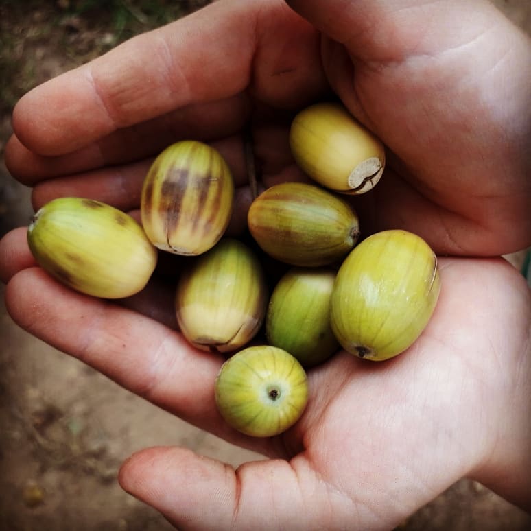 Photograph of child holding acorns by Hannah Foley. All rights reserved (www.owlingabout.co.uk)